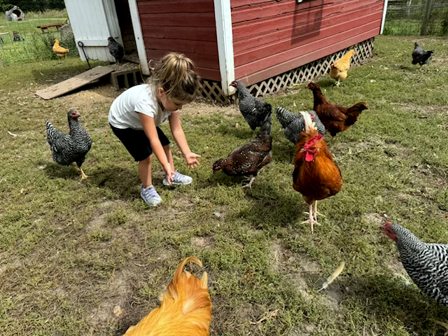 feeding chickens
